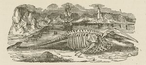 Squelette de baleine (gravure)
