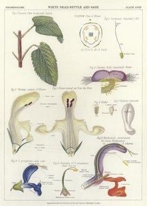 Ortie blanche et Sauge - English School