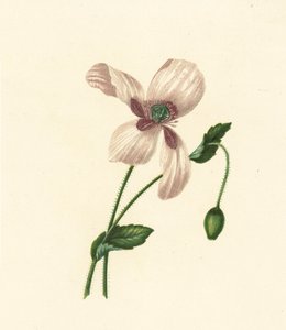 Pavot blanc, Papaver Somniferum - English School