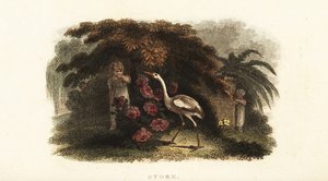 Cigogne blanche, Ciconia ciconia, jouant à cache-cache avec des enfants dans un jardin - English School