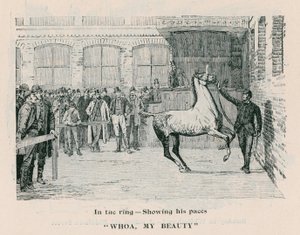 Whoa, Ma Beauté - Dans le ring montrant ses allures - English School