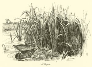 Canards siffleurs