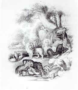 Animaux sauvages de 