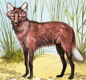 Chien sauvage - English School