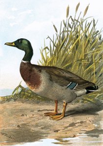 Canard sauvage ou colvert - English School