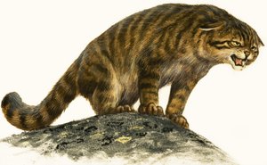 Chat sauvage