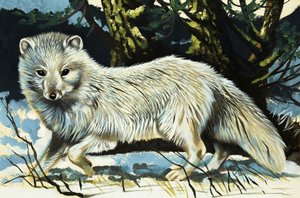 Loup