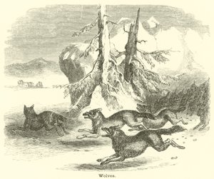 Loups - English School