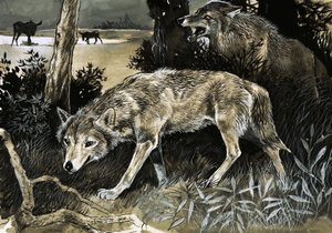 Loups en maraude - English School