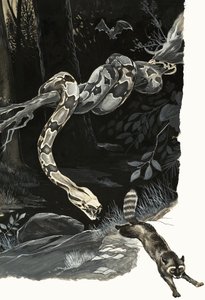 Merveilles de la nature : Serpent qui avait autrefois des pattes - English School