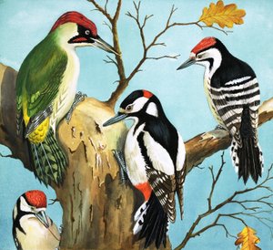 Pics (gouache sur papier) - English School