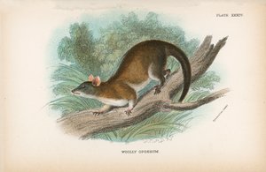 Opossum laineux