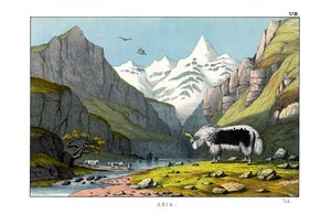 Yak - English School