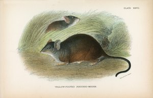 Souris-poche à pieds jaunes
