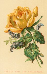 Rose jaune et Héliotrope