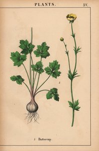 Renoncule jaune, de "The Instructive Picturebook, or Lessons from the Vegetable World," [Charlotte Mary Yonge], Édimbourg