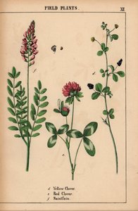 Trèfle jaune, trèfle rouge et sainfoin, de "The Instructive Picturebook, or Lessons from the Vegetable World," [Charlotte Mary Yonge], Édimbourg - English School