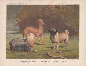 Yorkshire terrier, lévrier italien et carlin avec raquette et balles de tennis - English School