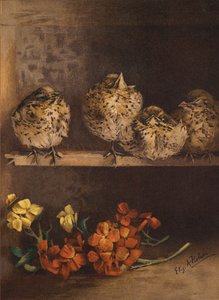Jeunes poussins et fleurs
