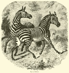 Zèbres
