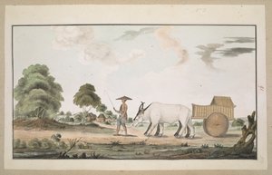 Un chariot à bœufs et son conducteur - English School