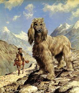 Chien Afghan (lithographie couleur)