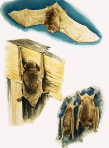 Chauves-souris