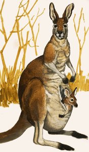 Kangourou