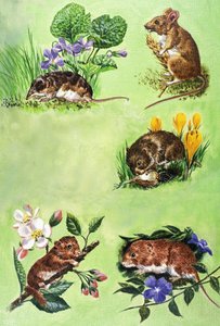 Souris, campagnols et musaraignes