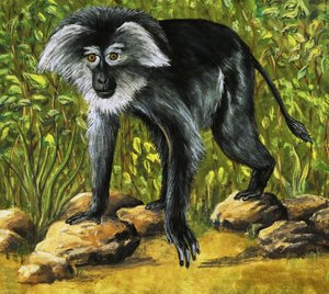 Singes étranges