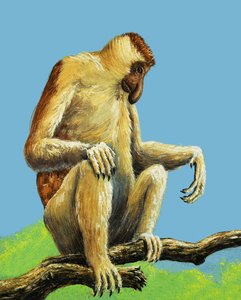 Singes étranges