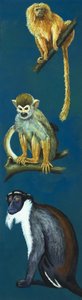 Singes étranges
