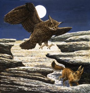Le renard fennec et le hibou grand-duc