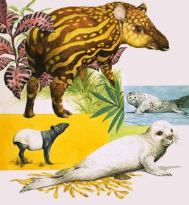 Le tapir malais et le phoque gris de l
