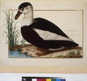 Pleine page : étude d