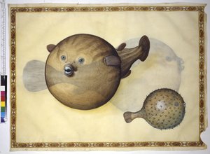 Pleine page : deux poissons-globes sur fond neutre