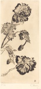 Fleurs