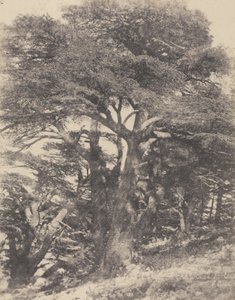 Groupe de Cèdres de Mt. Liban / [Group of Cedar Trees, Mount Lebanon] - Ernest Benecke