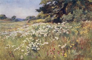 Soleil dans les prairies
