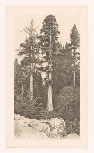 Sequoia boom Baby Sequoia
