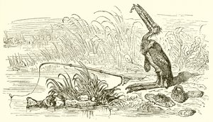 Le Pêcheur et le Petit Poisson