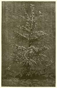 Le Sapin et la Ronce - Ernest Henry Griset