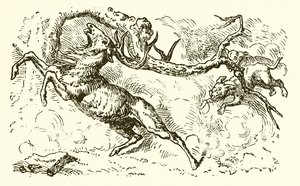 Le cerf regardant dans la mare