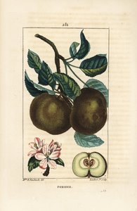 Pommier
