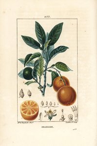 Bigaradier, orange
