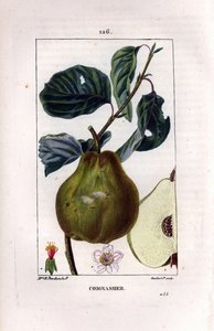Planche botanique : cognassier