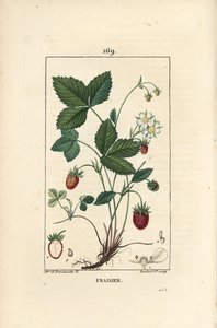 Fraise cultivée - Fraise, Fragaria ananassa, montrant fleur, feuille, fruit mûr, racines et section à travers le fruit