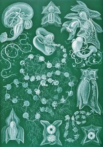 Exemples de Siphonophores de 