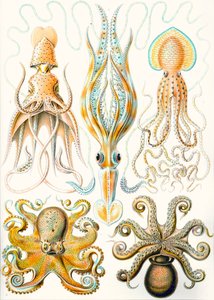 Exemples de divers Céphalopodes 