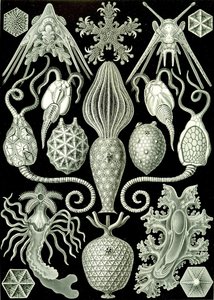 Illustration de Amphoridea de "Kunstformen der Natur" 1904